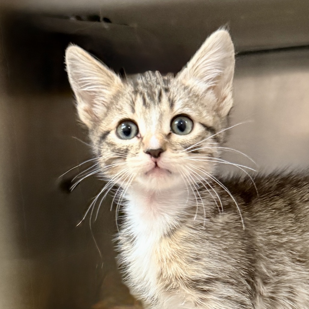 Shelter Stray Female Cat last seen , Palm Springs, CA 92264