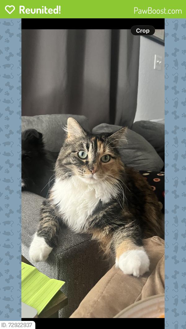 Reunited Female Cat last seen Elms St and Stan Schlueter loop, Killeen, TX 76549