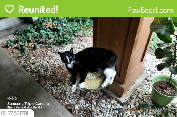Reunited Male Cat last seen Suntrail and Springtrail , Florissant, MO 63033