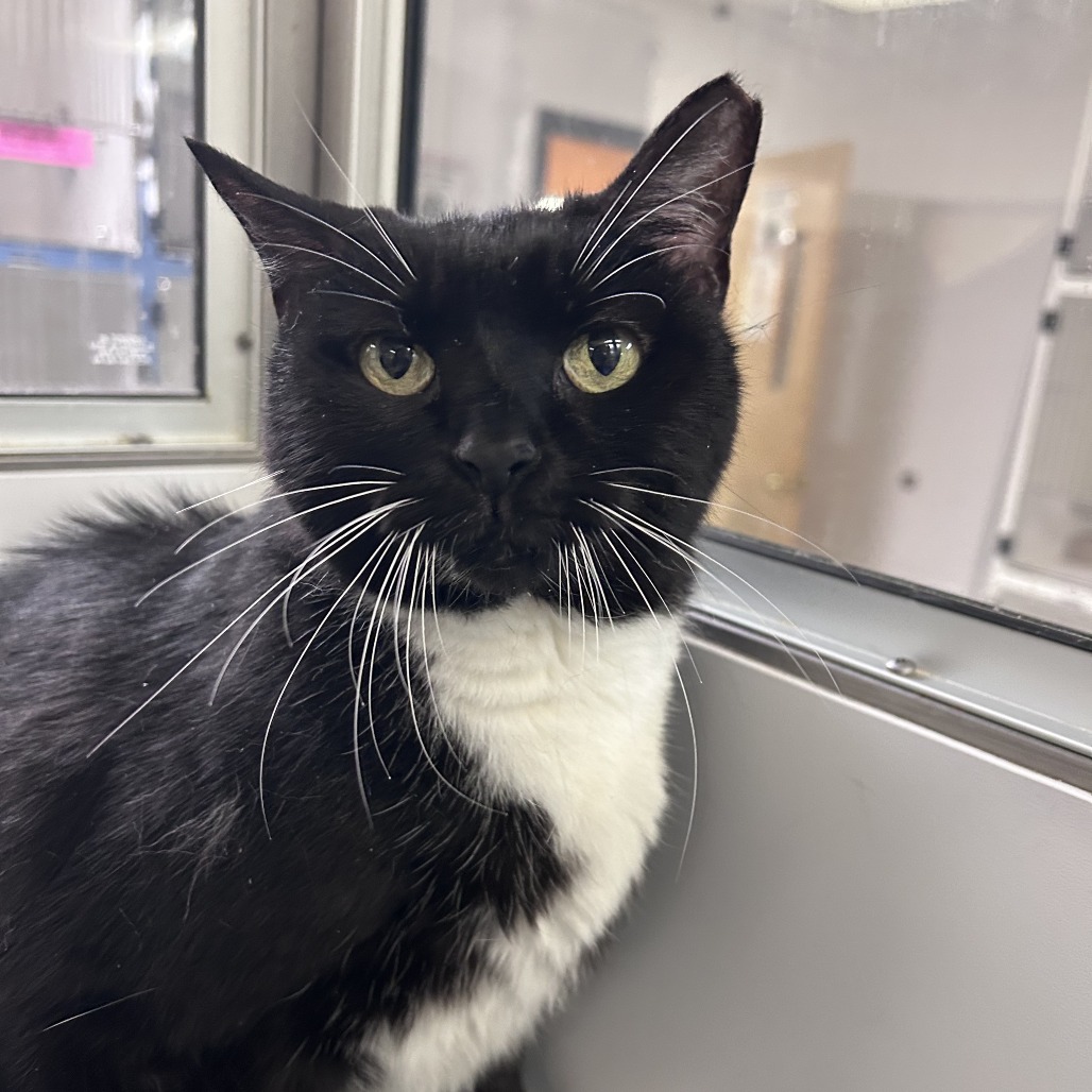 Shelter Stray Female Cat last seen , Philadelphia, PA 19140