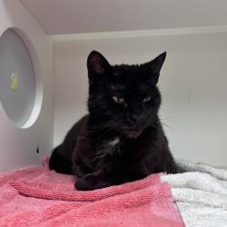 Shelter Stray Female Cat last seen , Philadelphia, PA 19140