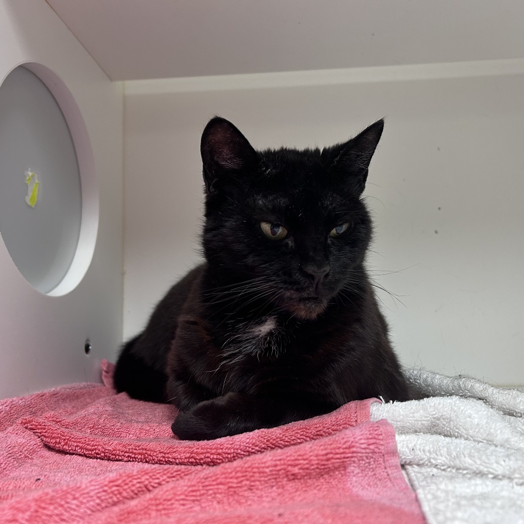 Shelter Stray Female Cat last seen , Philadelphia, PA 19140