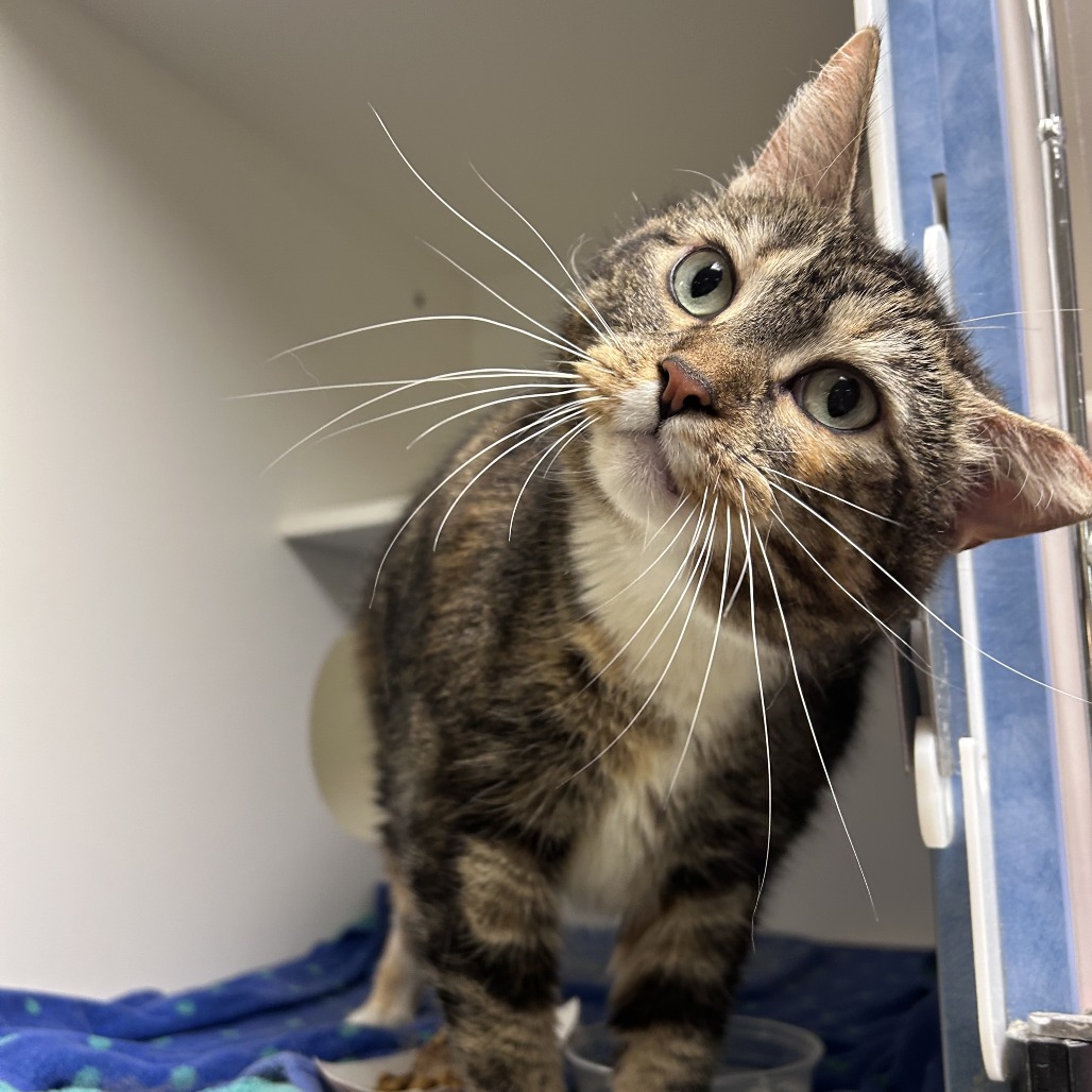 Shelter Stray Female Cat last seen , Philadelphia, PA 19140