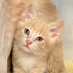 Shelter Stray Male Cat last seen , Palm Springs, CA 92264
