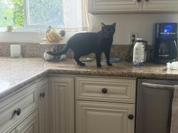 Lost Male Cat last seen Fuerte Dr. and Fuerte Vista Ln., El Cajon, CA 92020