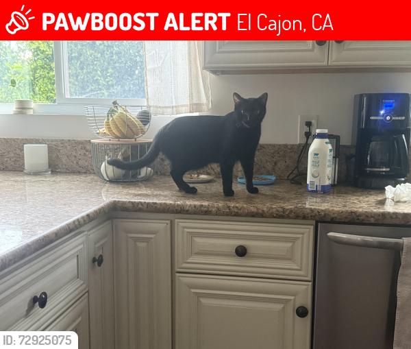 Lost Male Cat last seen Fuerte Dr. and Fuerte Vista Ln., El Cajon, CA 92020