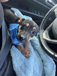 Lost Male Dog last seen hse wren fall , San Antonio, TX 78253