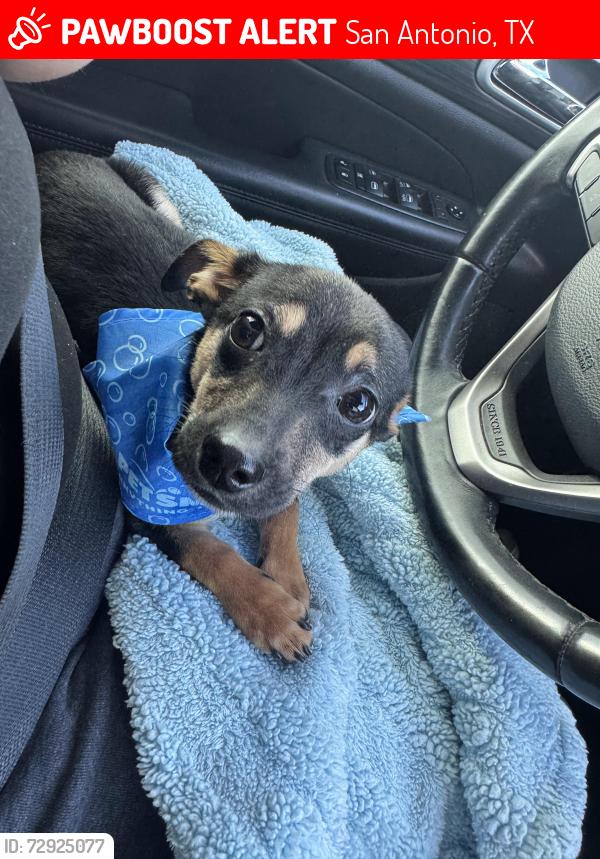 Lost Male Dog last seen hse wren fall , San Antonio, TX 78253