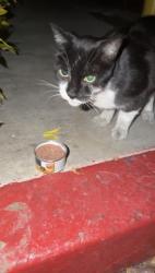 Found/Stray Unknown Cat last seen Inside Palazzo East complex, and Park La Brea apmt complex, Los Angeles, CA 90036