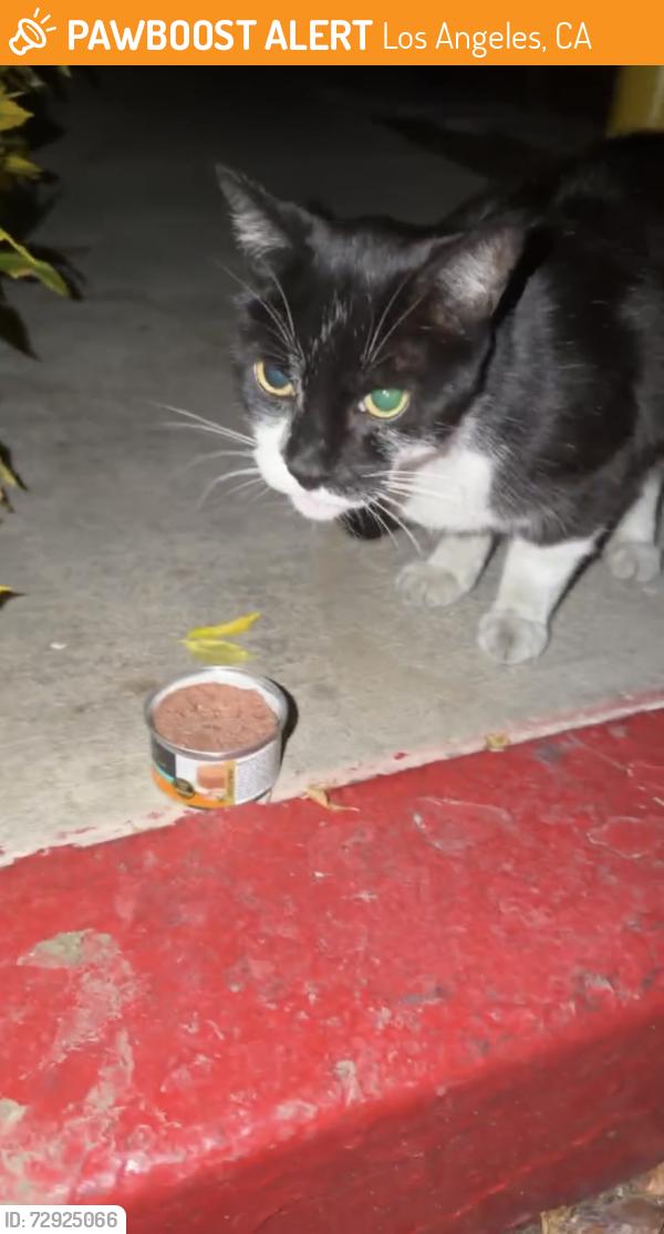 Found/Stray Unknown Cat last seen Inside Palazzo East complex, and Park La Brea apmt complex, Los Angeles, CA 90036