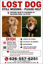Lost Male Dog last seen W Channing st , Baldwin Park, CA 91706