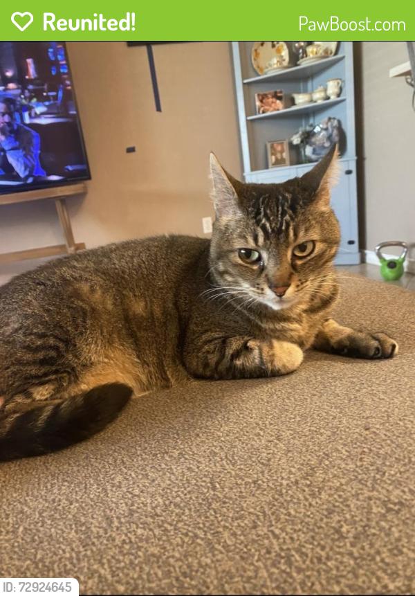 Reunited Male Cat last seen Oso Parkway close to staples , Corpus Christi, TX 78414