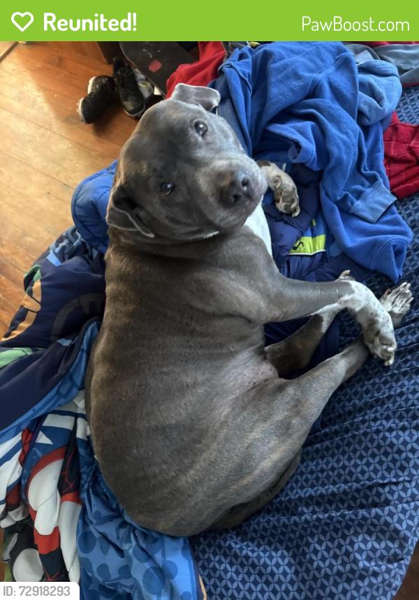Reunited Female Dog last seen Between Glovenia st and the blvd Eden nc , Eden, NC 27288