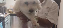 Reunited Female Dog last seen Newgate, Spring, TX 77386