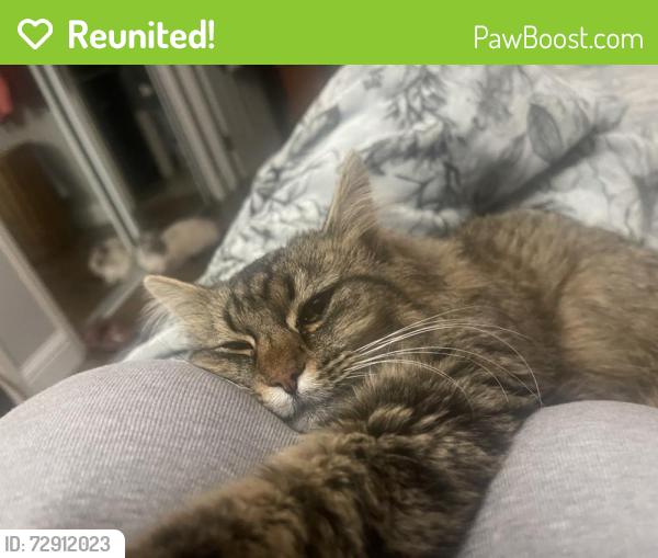 Reunited Female Cat last seen Seminole cherokee, Salinas, CA 93906