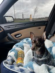 Reunited Male Dog last seen Near park place Hebron Indiana , Hebron, IN 46341