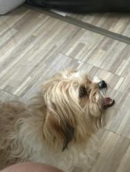Reunited Male Dog last seen Near  between Wyoming and Meyers, Detroit, MI 48238