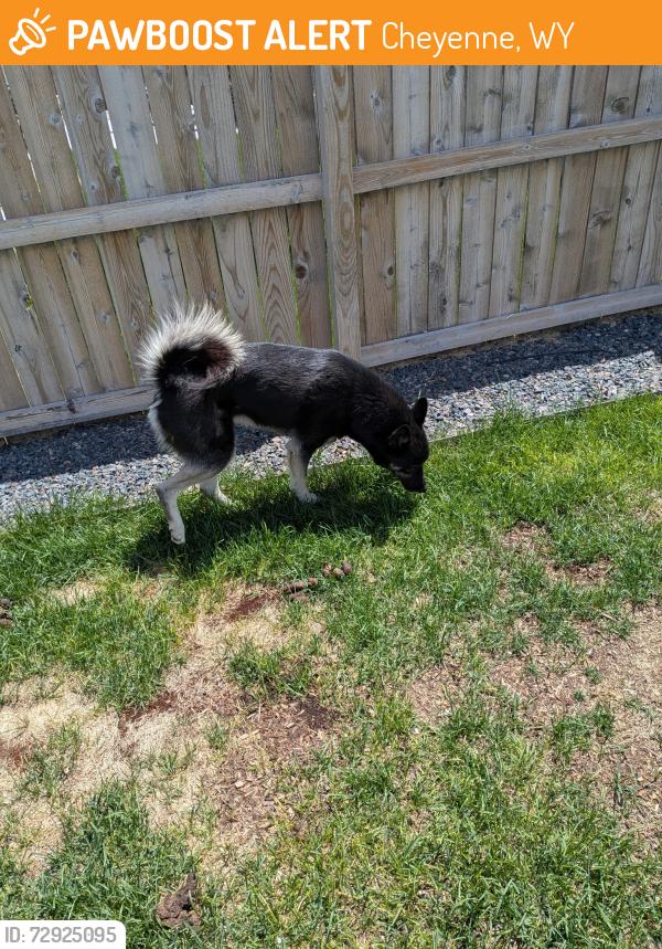 Found/Stray Male Dog last seen College and Pine Ave , Cheyenne, WY 82007