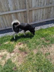 Found/Stray Male Dog last seen College and Pine Ave , Cheyenne, WY 82007