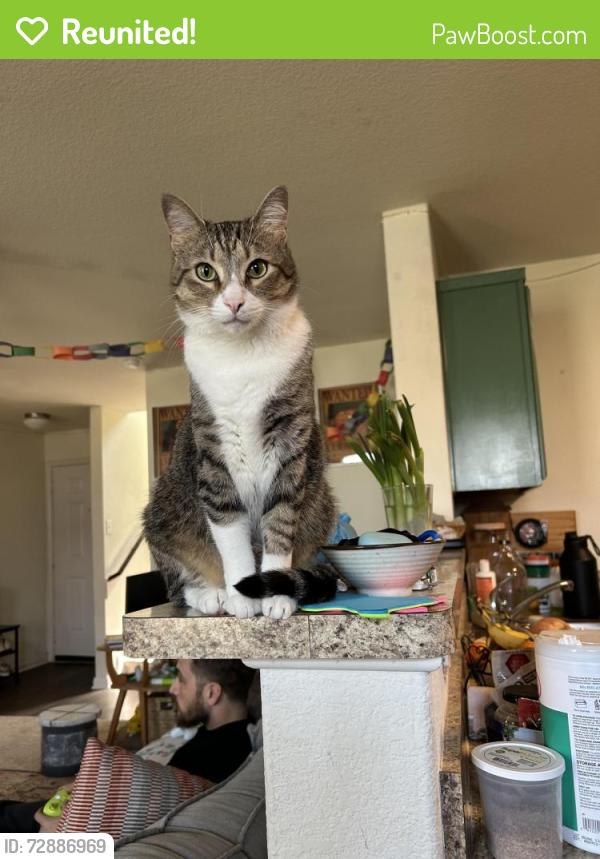 Reunited Male Cat last seen Bridges Lane, Jarrell, TX 76537