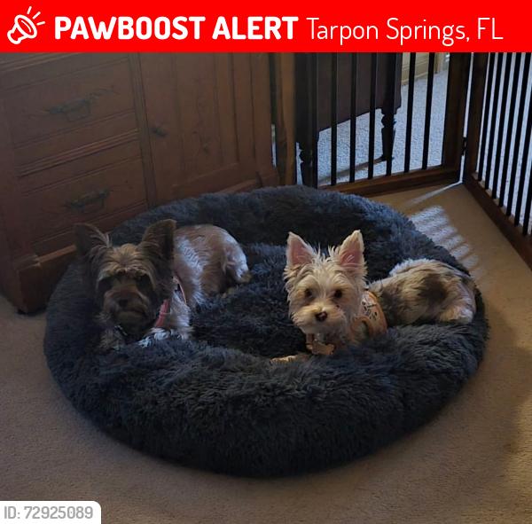 Lost Female Dog last seen Largo Florida , Tarpon Springs, FL 34689