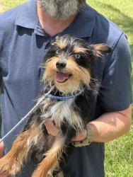 Found/Stray Male Dog last seen 10th and 28th, Palmetto, FL 34221