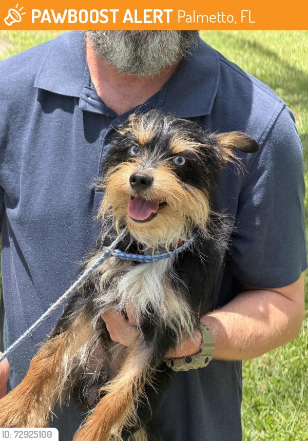 Found/Stray Male Dog last seen 10th and 28th, Palmetto, FL 34221