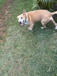 Reunited Male Dog last seen Kawili street, Waianae, HI 96792