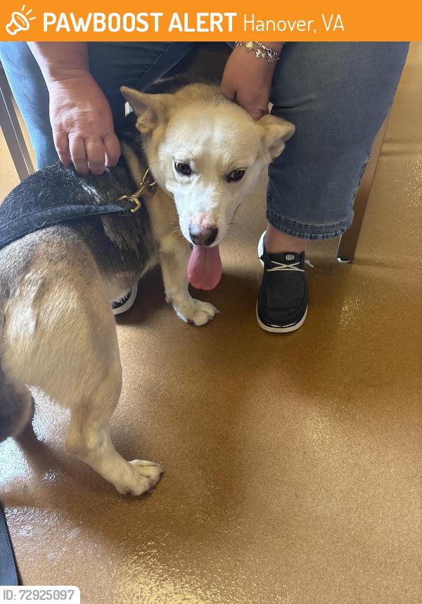 Found/Stray Male Dog last seen Route 30 and Discovery Lane , Hanover, VA 23069