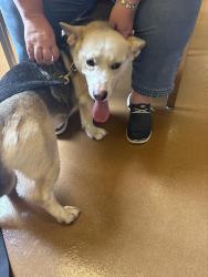 Found/Stray Male Dog last seen Route 30 and Discovery Lane , Hanover, VA 23069