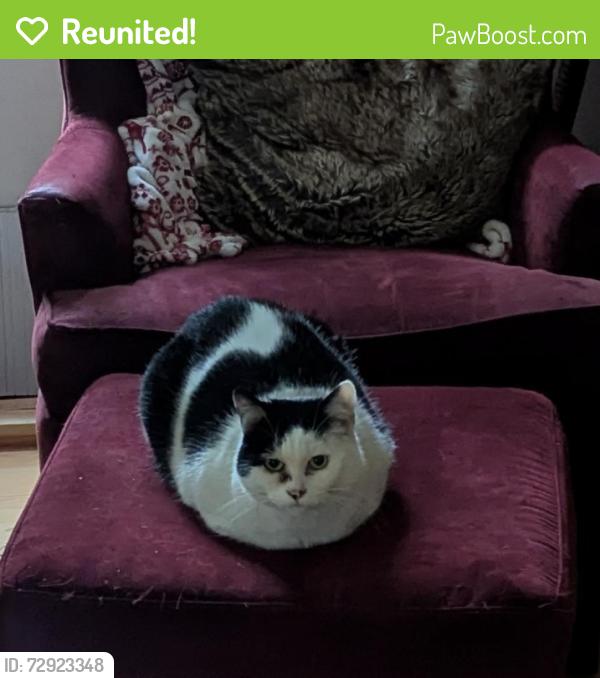 Reunited Female Cat last seen 42nd Avenue and 182nd , SeaTac, WA 98188