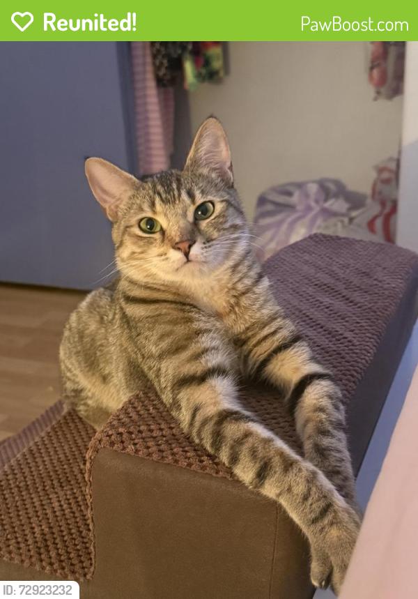 Reunited Female Cat last seen Cheyenne and 215 , Las Vegas, NV 89129