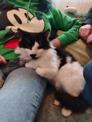 Lost Male Cat last seen Haven caravan park, Prestatyn, Wales LL19