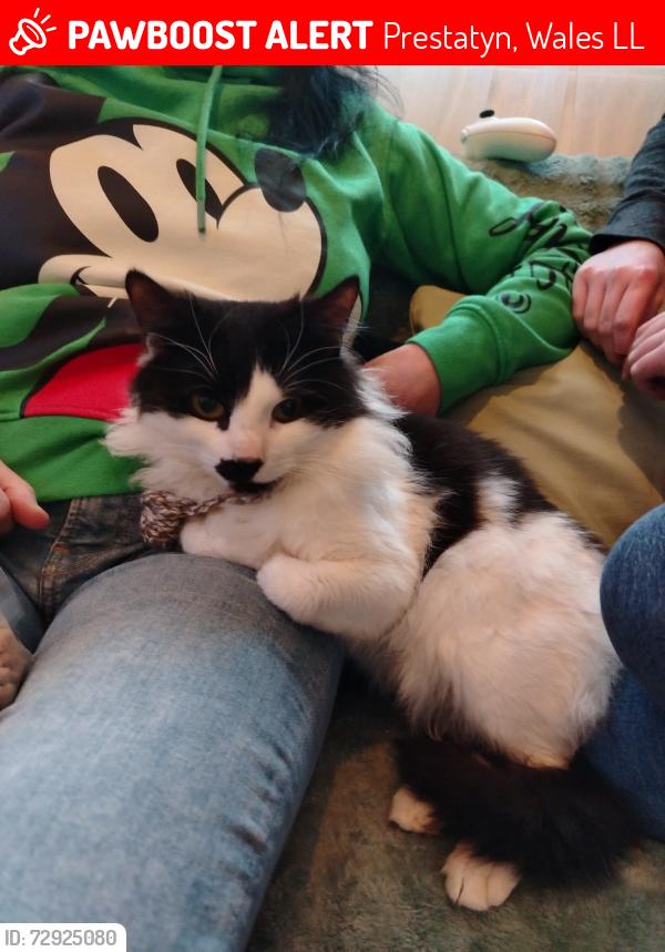 Lost Male Cat last seen Haven caravan park, Prestatyn, Wales LL19
