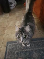 Lost Male Cat last seen Market and Francis, Spokane, WA 99217