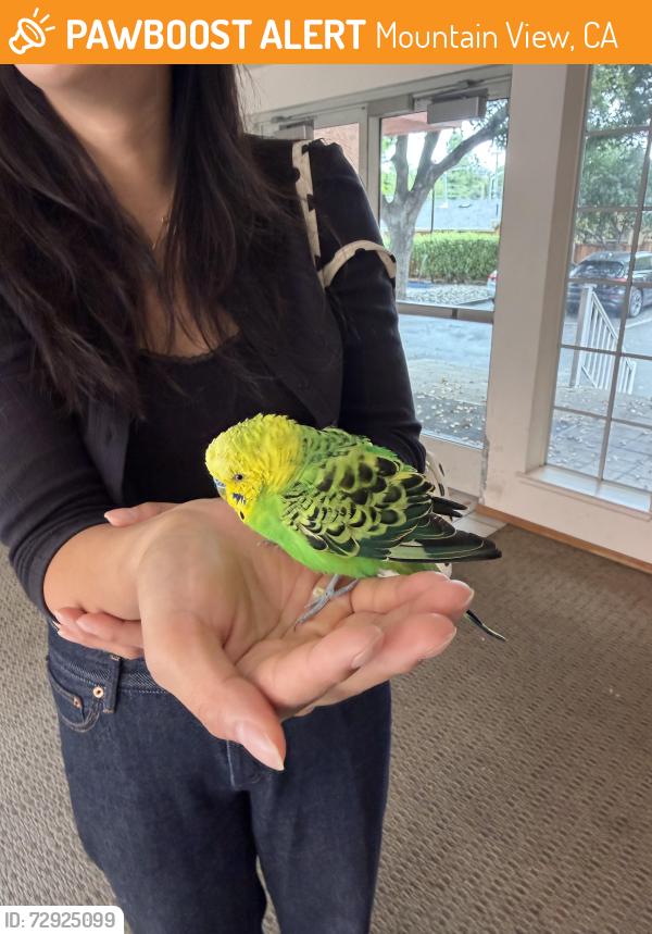 Found/Stray Male Bird last seen Mariposa St, Mountain View, Mountain View, CA 94041