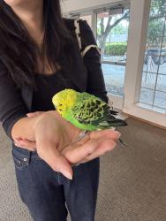 Found/Stray Male Bird last seen Mariposa St, Mountain View, Mountain View, CA 94041