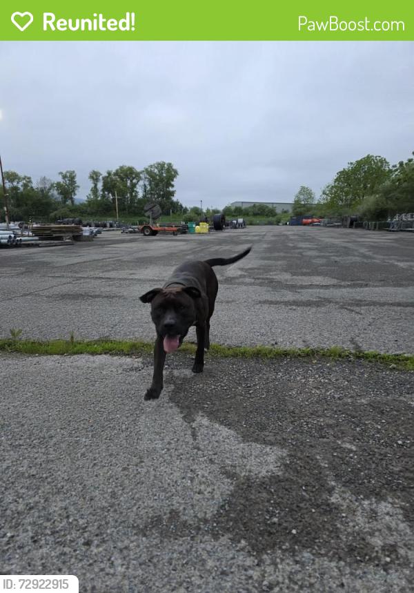 Reunited Male Dog last seen Near Lycoming mall Dr , Montoursville, PA 17754