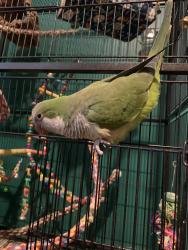 Lost Male Bird last seen Lawndale Avenue near Country Park, Military Park, Food Lion, 840, Greensboro, NC 27455
