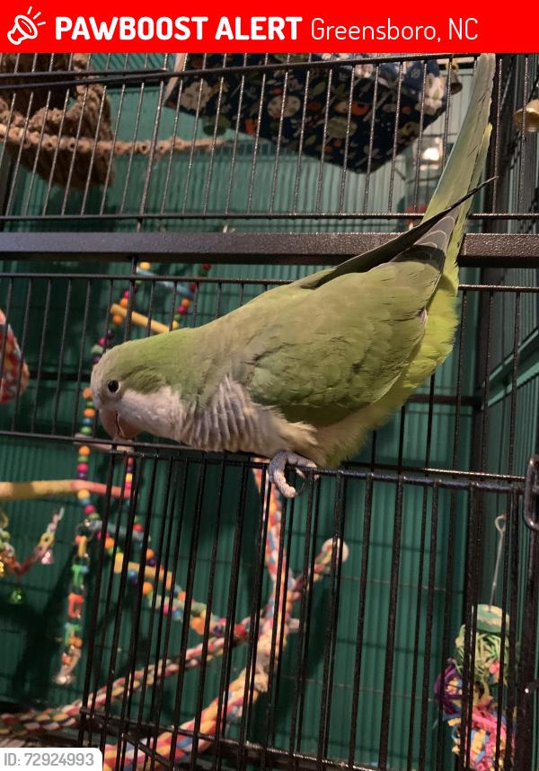 Lost Male Bird last seen Lawndale Avenue near Country Park, Military Park, Food Lion, 840, Greensboro, NC 27455