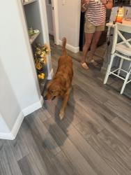 Reunited Male Dog last seen 10th and 28th, Palmetto, FL 34221