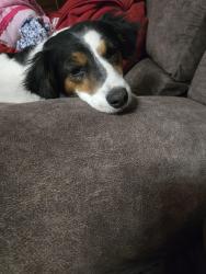 Reunited Male Dog last seen 36th and lewis , Tulsa, OK 74105