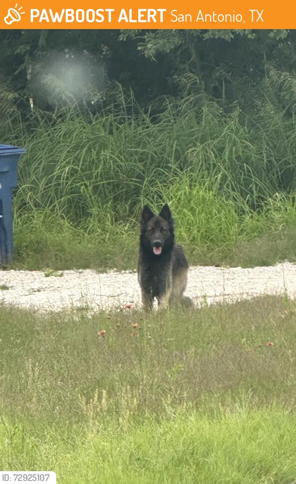 Found/Stray Male Dog last seen Neal Road, San Antonio, TX 78221
