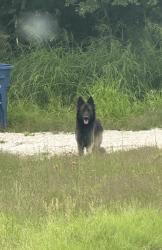 Found/Stray Male Dog last seen Neal Road, San Antonio, TX 78221