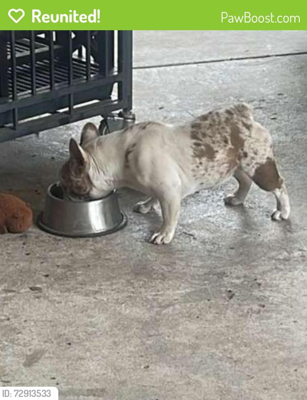 Reunited Female Dog last seen woodcrest dr somerset tx 78069, Atascosa County, TX 78069