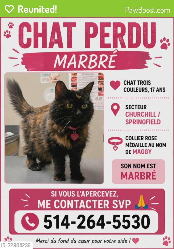 Reunited Female Cat last seen Churchill/ springfield, Longueuil, QC J4V 2M2