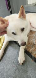 Reunited Male Dog last seen Mark St., Roxbury Township, NJ 07876