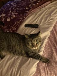 Lost Male Cat last seen County line road and Caton farm road , Plainfield, IL 60586