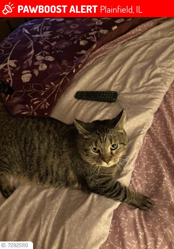 Lost Male Cat last seen County line road and Caton farm road , Plainfield, IL 60586