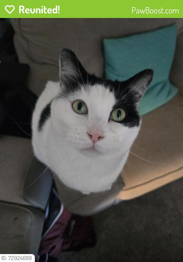 Reunited Male Cat last seen Loring Park, Minneapolis, MN 55403